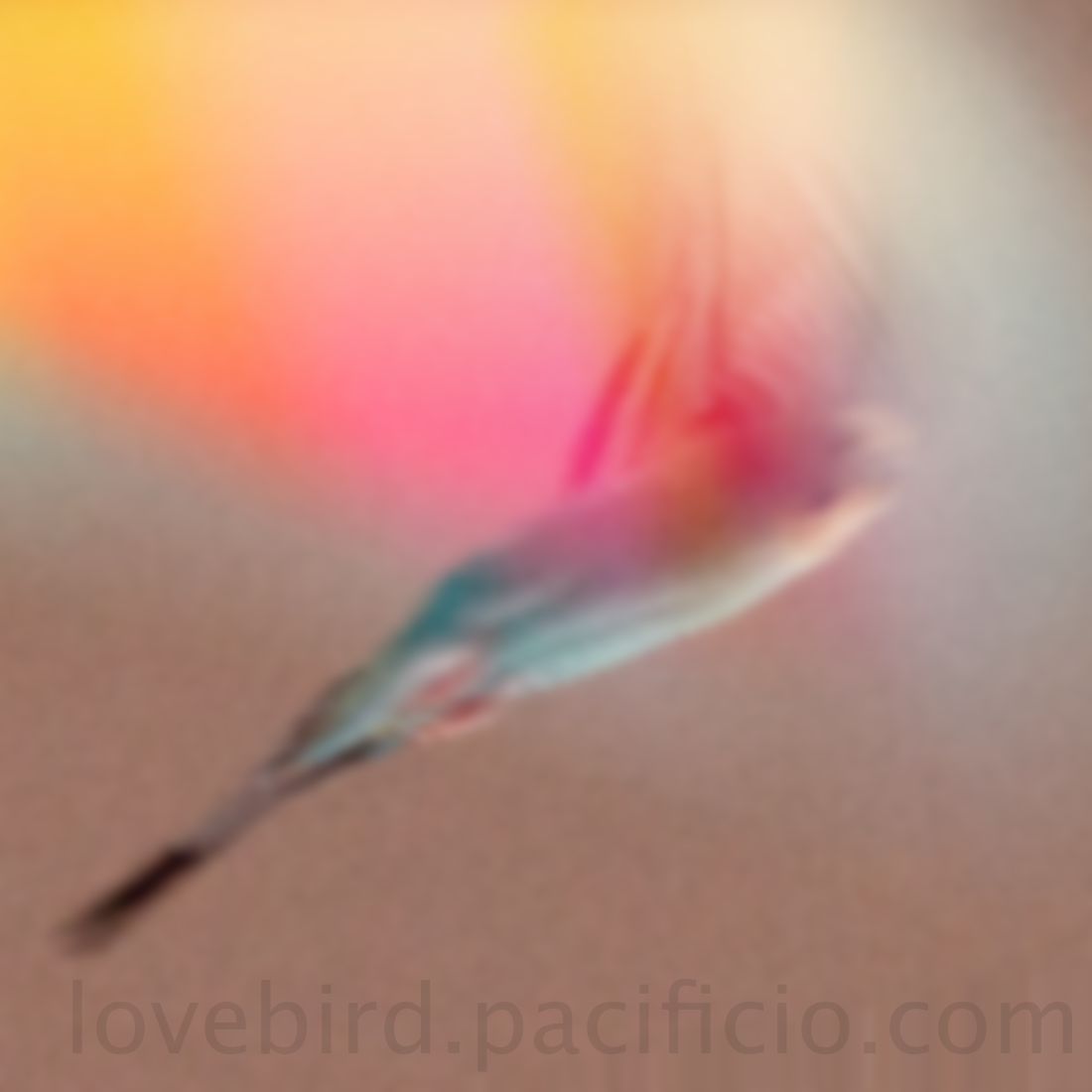 loveBird logo